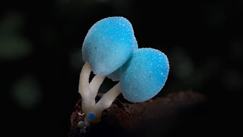 摄影师拍摄发光蘑菇 魔幻绿光似"森林精灵"