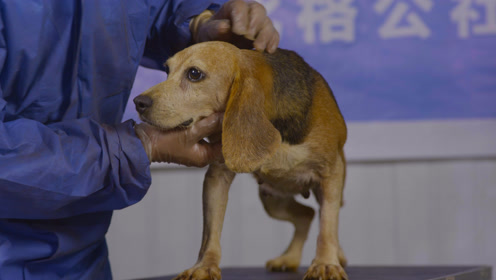 实验动物的牺牲#世界上每年都有10万只狗投入人类的实验!