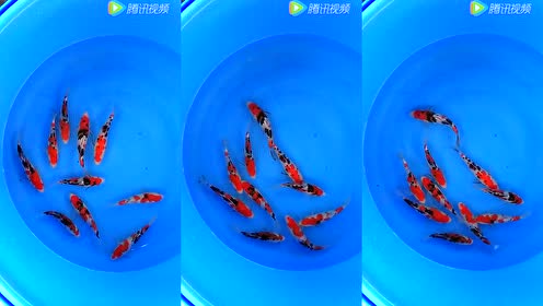 腾讯视频