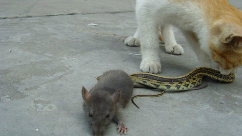 厉害了我的哥,两老鼠打架互掐脖扇耳光 旁观猫咪吓呆让路!