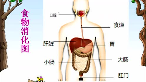 新教科版四年级科学上册 第二单元 2.4 一天的食物
