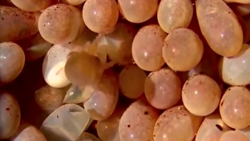 章鱼原来是这样生宝宝的,卵好像鸡蛋!