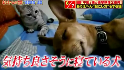 日本爆笑节目 腾讯视频