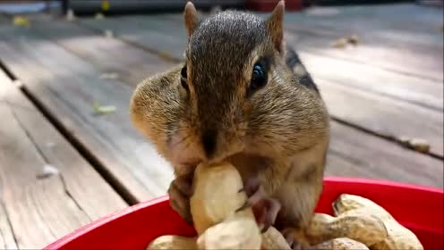 松鼠搞笑吃花生 两颗花生已经塞满嘴