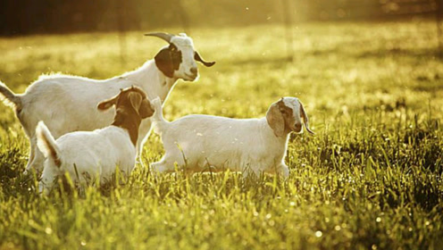 家乡|蒙山红头羊玩晨练 逍遥很自在