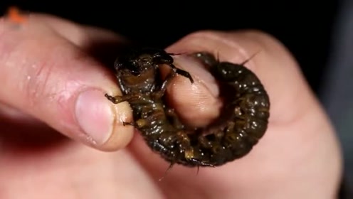 外国人少,是因为他们半夜喜欢去找一种叫鱼蛉的幼虫,这虫凶