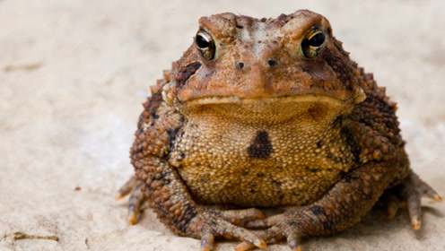 癞蛤蟆一张嘴一口一个,真不愧为五毒之首!