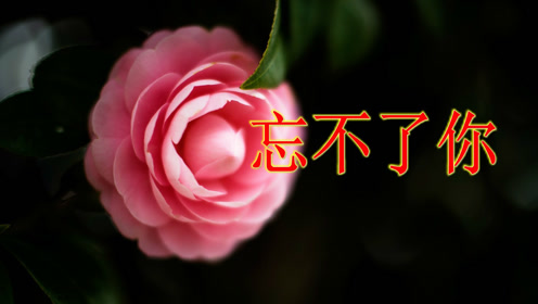 你能忘了我,我却《忘不了你》的情和义,情愿一生等着你!