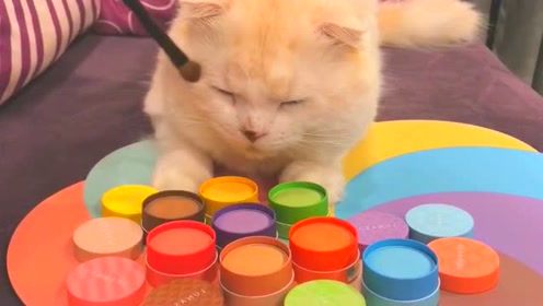 猫化妆 腾讯视频