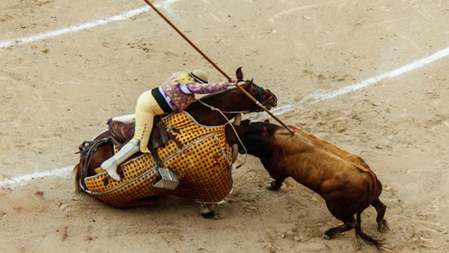 可怜的牛被斗牛士一剑从背刺入心脏!