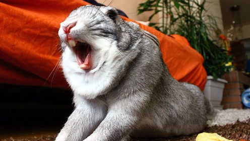 小兔子突然尖叫起来,为什么会把主人急坏呢?