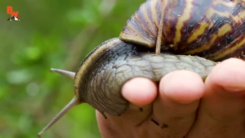 美国:男子在公园发现超大只的蜗牛,看起来肉好多!