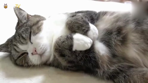 猫咪躺着睡觉,这白手套也太可爱了!