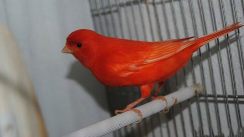 玉鸟红辣椒的叫声,这鸟叫声和机关枪似的,突突突不嫌累啊!