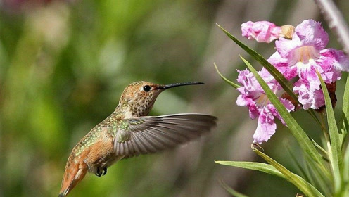 世界上最小的鸟,蜂鸟仅2克,真正诠释了"麻雀虽小,五脏俱全"