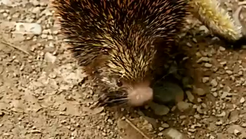 玻利维亚 野生动物 双脊树豪猪 一身装备