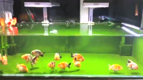 金鱼兰寿 腾讯视频