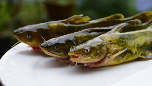 三江鱼黄辣丁家常做法,这样做出来才够味,孕妇小孩的最佳选择