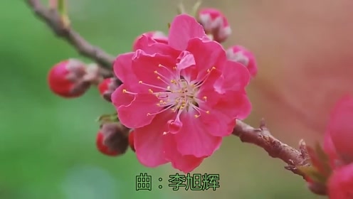 点个赞!云菲菲演唱《秋天的玫瑰》,声音像黄鹂一样好听