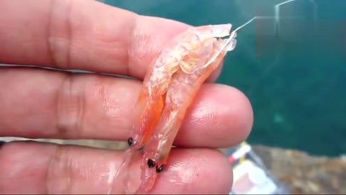 海钓小技巧,鲜虾和仿真虾的不同挂钩方法