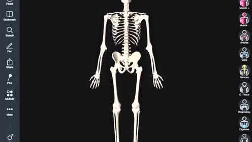 人体全身骨格分解图 腾讯视频