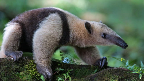 长相奇怪的动物,有着庞大的身体,但头却很小,连牙齿都没有长!