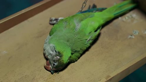 绿虎皮鹦鹉死亡图片图片