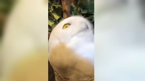 衍纸猫头鹰 腾讯视频
