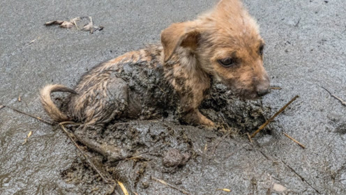 流浪狗掉入泥潭里,当女孩勇救它后,意想不到的事情发生!