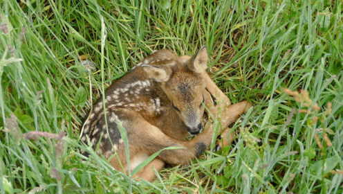 小鹿宝宝寻找它的妈妈,画面让人泪目,镜头拍下全过程