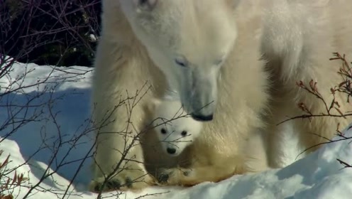 北极熊幼崽打架玩耍,熊妈妈也没办法
