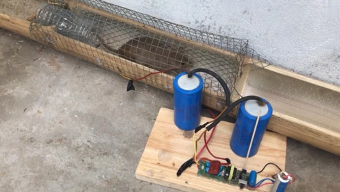 为抓老鼠放大招,超大电容把老鼠电"哭"