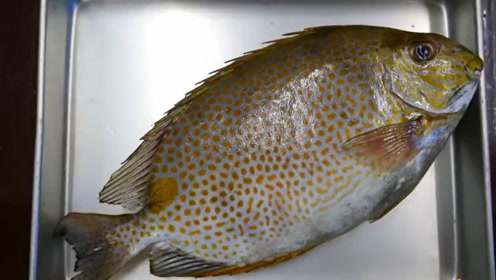 极品天妇罗鱼非常漂亮,看日本大厨如何把鱼做成刺身,皮归皮肉归肉