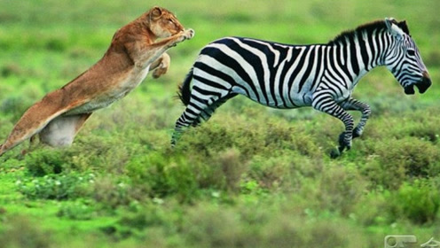 动物世界的有趣瞬间:斑马满世界追赶猎豹!