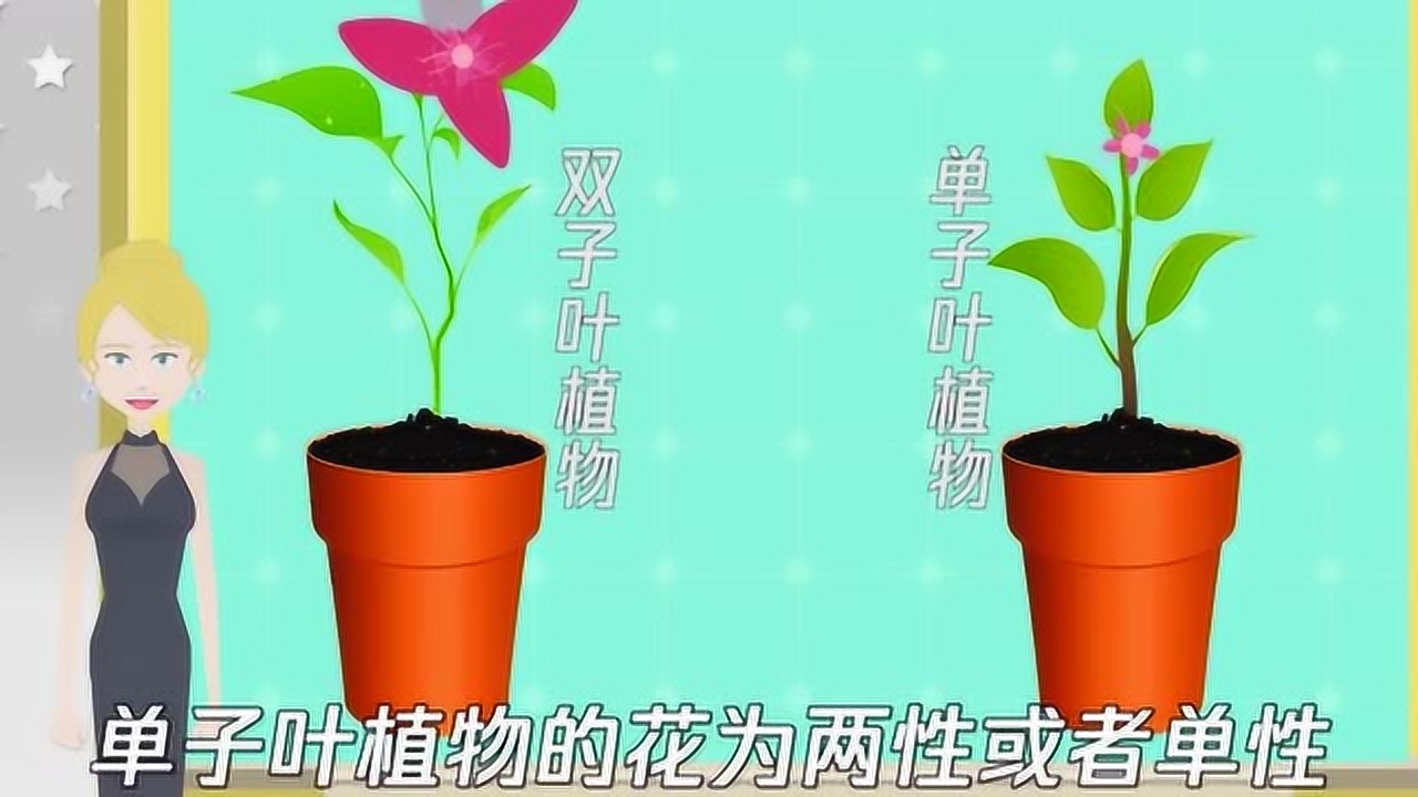 双子叶植物 种子具有两片子叶的植物 搜狗百科