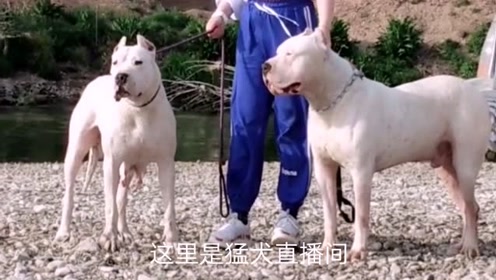 对战杜高犬吗 腾讯视频