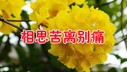 东方依依一首《相思苦离别痛》一伤一生,一别永生,听哭了!