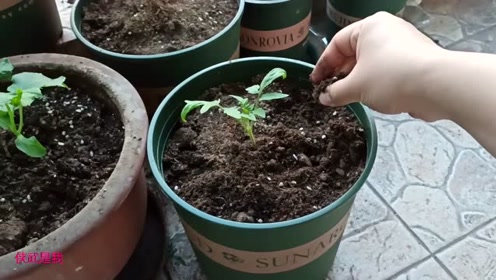 盆栽用土 腾讯视频