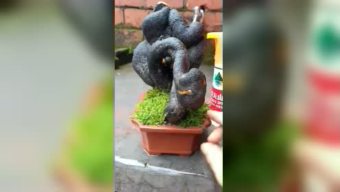 土豪玩的坨坨金弹子老桩,做成盆景,不需要嫁接了