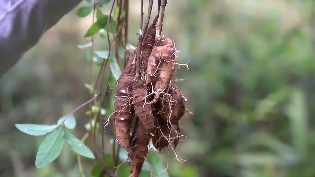 香味很独特的野生山萝卜,吃了据说可以下奶,所以也叫奶党参