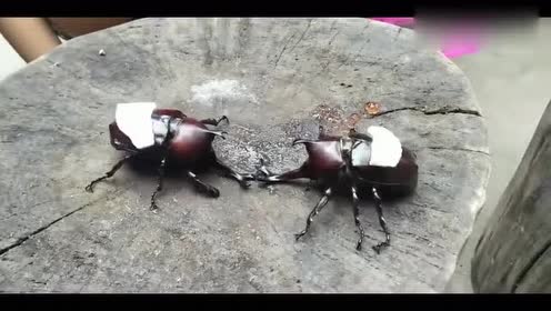 独角仙幼虫 腾讯视频