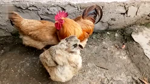 大公鸡与母鸡吃着谷子,时而发出欢快的叫声