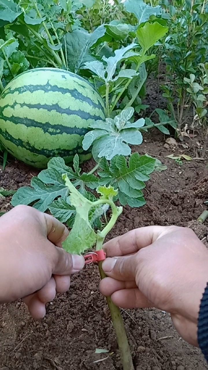 嫁接8425西瓜进口品种,产量提高百倍