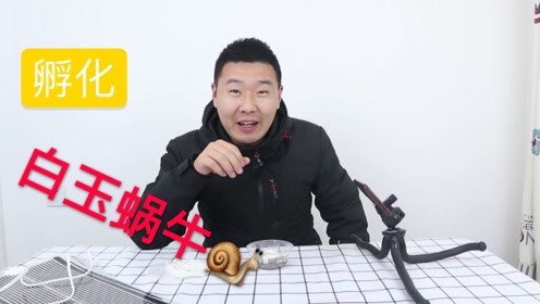 蜗牛卵孵化 腾讯视频