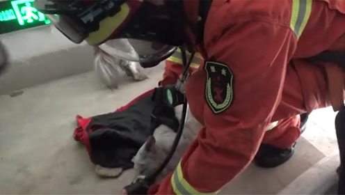 救助宠物犬 腾讯视频