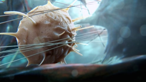 电 影:入侵脑细胞上传者:小蝴蝶看电影时 间:2019-04-07男子人格分裂