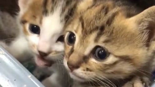25岁猫 腾讯视频