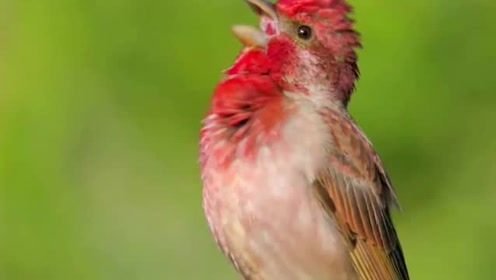 鸟叫,麻料鸟的叫声,清脆响亮,感觉春天快到了