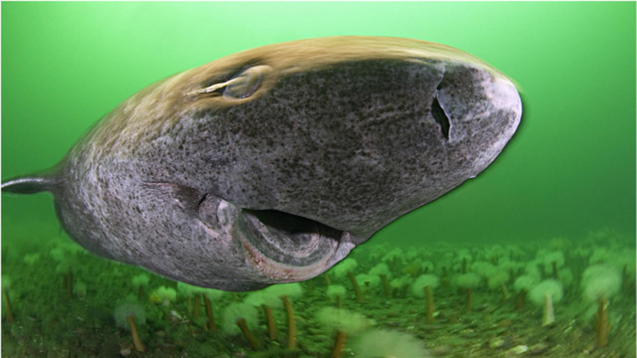 这种鲨鱼能活400岁,浑身都是毒,偶尔还吃北极熊!