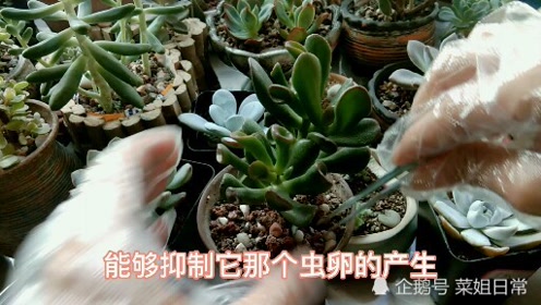 多肉长蚧壳虫防治 腾讯视频